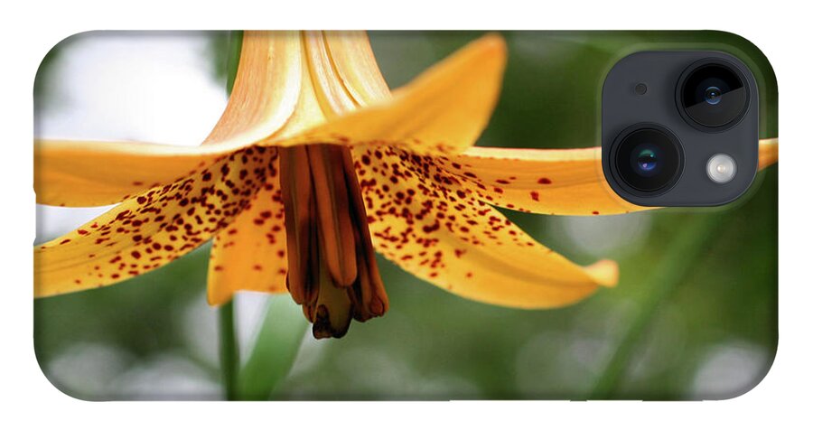 Flower iPhone 14 Case featuring the photograph Wild Canadian Lily by Smilin Eyes Treasures