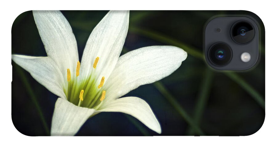 Lily iPhone Case featuring the photograph Wild Lily by Carolyn Marshall