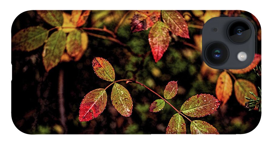 Nature iPhone Case featuring the photograph Wild Rose Colors by Fred Denner