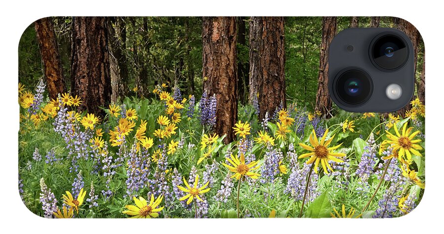 Arrowleaf Balsamroot iPhone 14 Case featuring the photograph Balsamroot and Lupine in a Ponderosa Pine Forest by Jeff Goulden