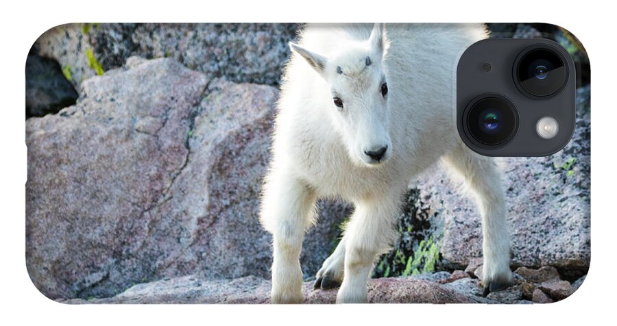 Mountain Goat iPhone Case featuring the photograph Winter Coats #2 by Mindy Musick King