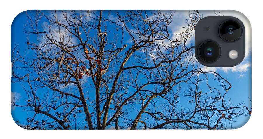 Tree iPhone Case featuring the photograph Winter's Tree by Derek Dean