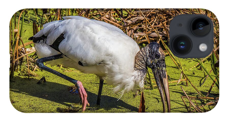 Red Bug Slough iPhone 14 Case featuring the photograph Wood Stork in Duck Weed by Richard Goldman