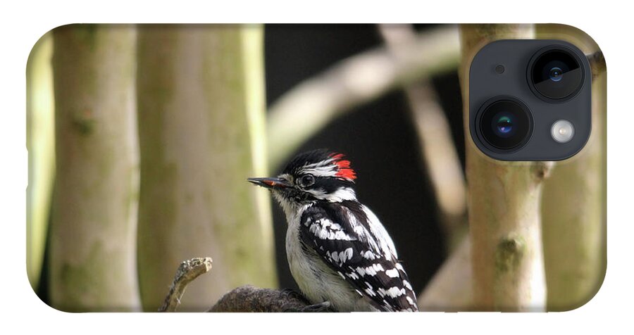 Birds iPhone 14 Case featuring the photograph Downy Woodpecker by Trina Ansel