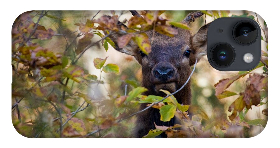 Yearling Elk iPhone 14 Case featuring the photograph Yearling Elk Peeking Through Brush by Michael Dougherty