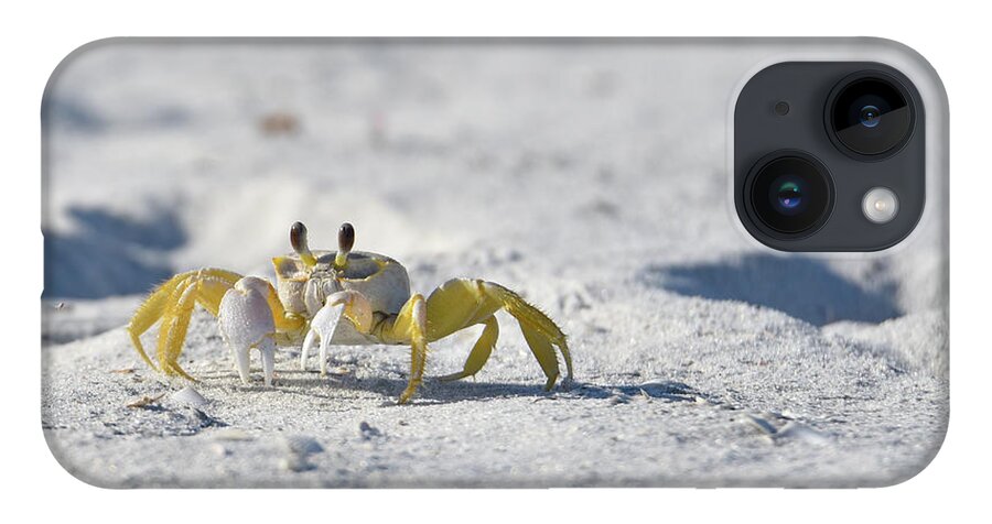 Crab iPhone 14 Case featuring the photograph Yellow Crab by Artful Imagery