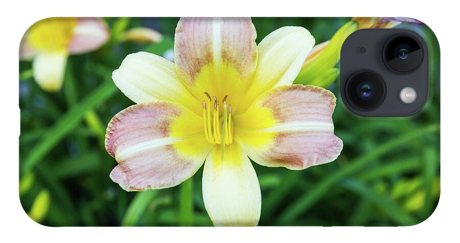 Daylily iPhone 14 Case featuring the photograph Yellow Daylily by D K Wall