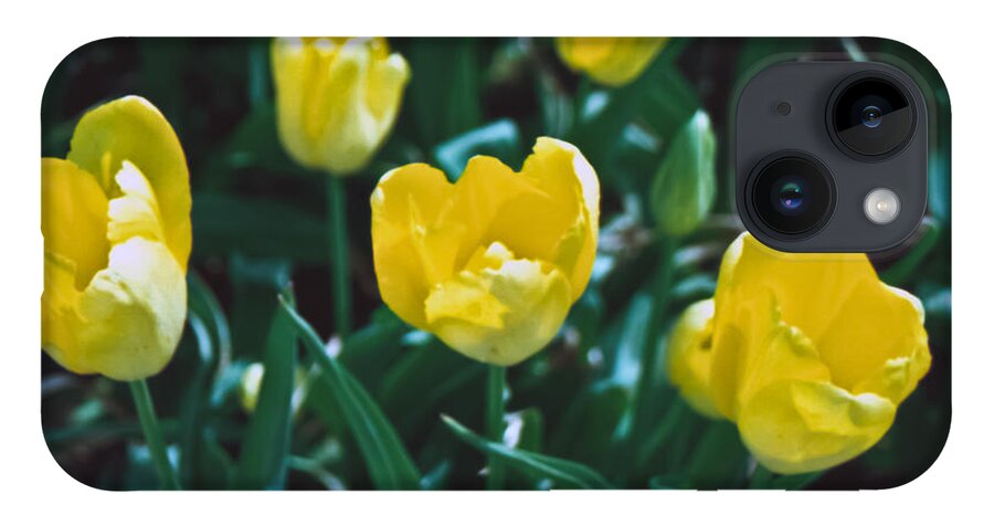 Film iPhone Case featuring the photograph Yellow Tulips--Film Image by Matthew Bamberg