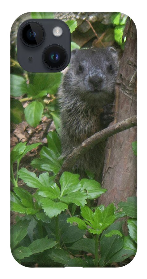 Woodchuck iPhone 14 Case featuring the photograph You Talkin' to Me? by Geoff Jewett