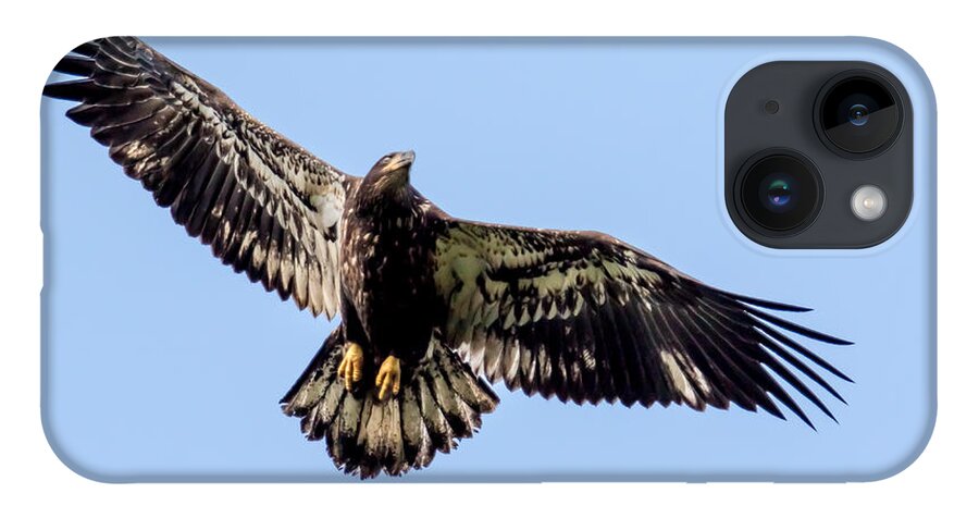 Bald Eagle iPhone 14 Case featuring the photograph Young Bald Eagle Flight by Eleanor Abramson
