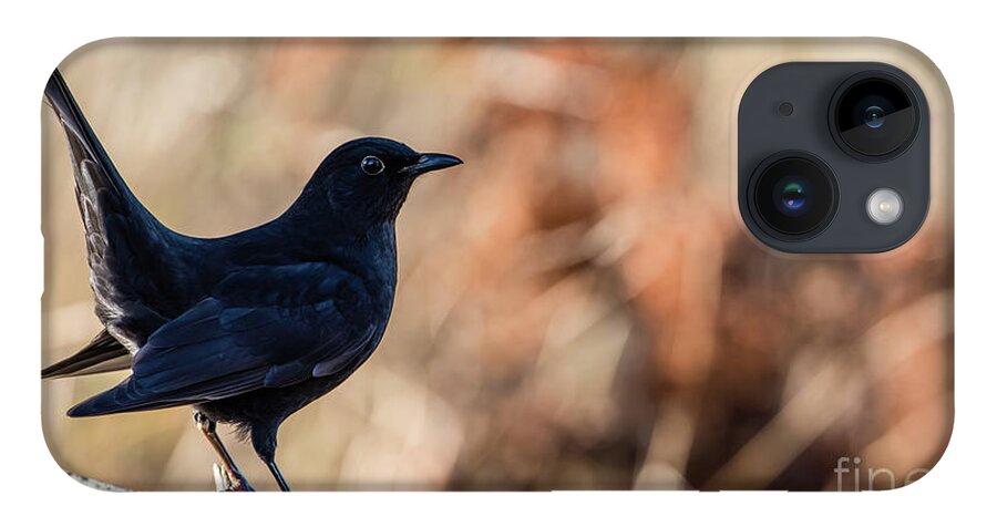Blackbird iPhone Case featuring the photograph Young Blackbird's Profile by Torbjorn Swenelius