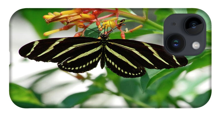 Butterfly iPhone 14 Case featuring the photograph Zebra longwing Butterfly by Bess Carter