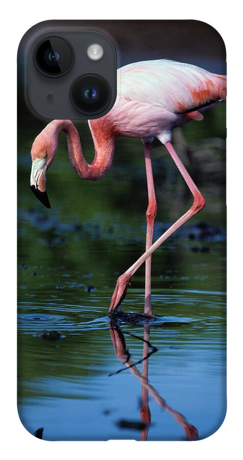 Animal Themes iPhone 14 Case featuring the photograph American Flamingo Phoenicopterus Ruber #1 by Art Wolfe
