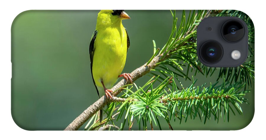 Bird iPhone 14 Case featuring the photograph American Goldfinch by Cathy Kovarik