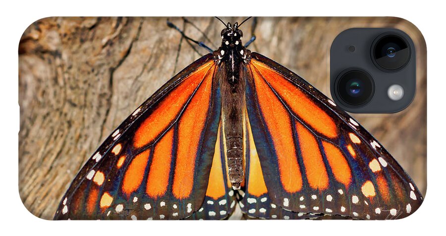 Macro Photography iPhone 14 Case featuring the photograph Butterfly Wings by Meta Gatschenberger