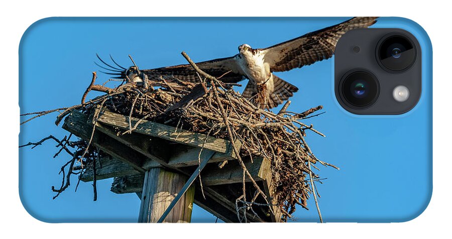 Osprey iPhone Case featuring the photograph Feathering The Nest by Cathy Kovarik