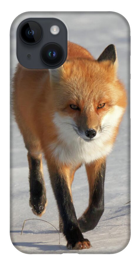 Fox iPhone 14 Case featuring the photograph Just Passing Through by Susan Rissi Tregoning