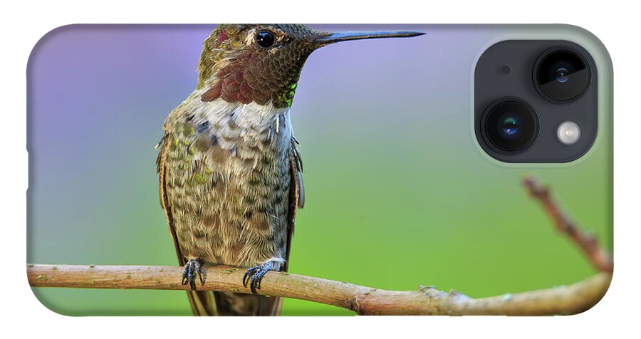 Animal iPhone 14 Case featuring the photograph Midsummer Night's Dream IV - Male Anna's Hummingbird by Briand Sanderson