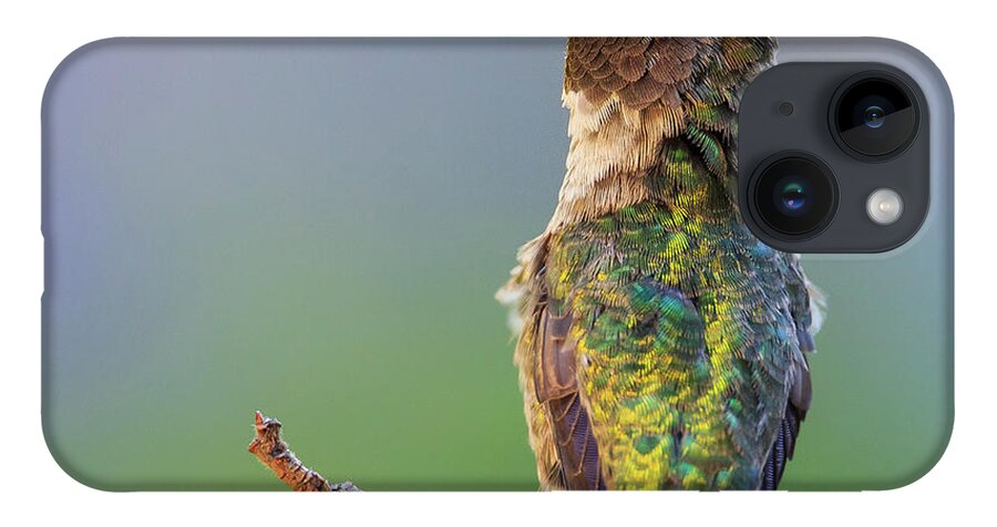 Animal iPhone 14 Case featuring the photograph Midsummer Night's Dream V - Male Anna's Hummingbird #1 by Briand Sanderson