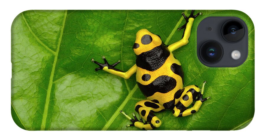 Part Of A Series iPhone 14 Case featuring the photograph Poison Dart Frog #1 by Don Farrall