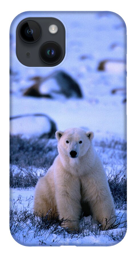 Snow iPhone 14 Case featuring the photograph Polar Bear Ursus Maritimus #1 by Mark Newman