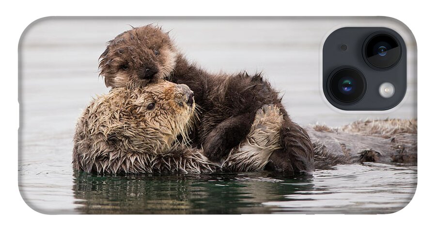 Suzi Eszterhas iPhone 14 Case featuring the photograph Sea Otter And Newborn Pup #1 by Suzi Eszterhas