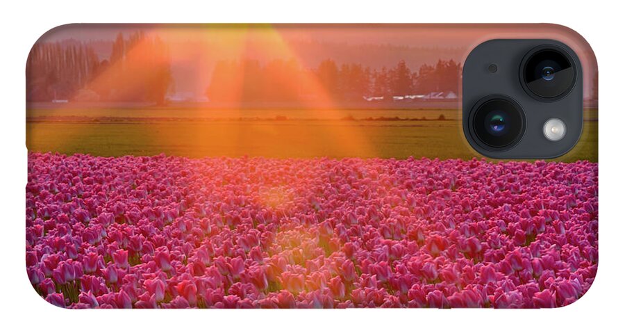 Flower iPhone 14 Case featuring the photograph Tulip Sunset by Briand Sanderson