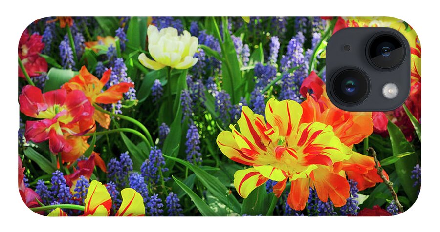 Tulips iPhone 14 Case featuring the photograph Tulips and Bluebell Flowerbed #2 by Anastasy Yarmolovich