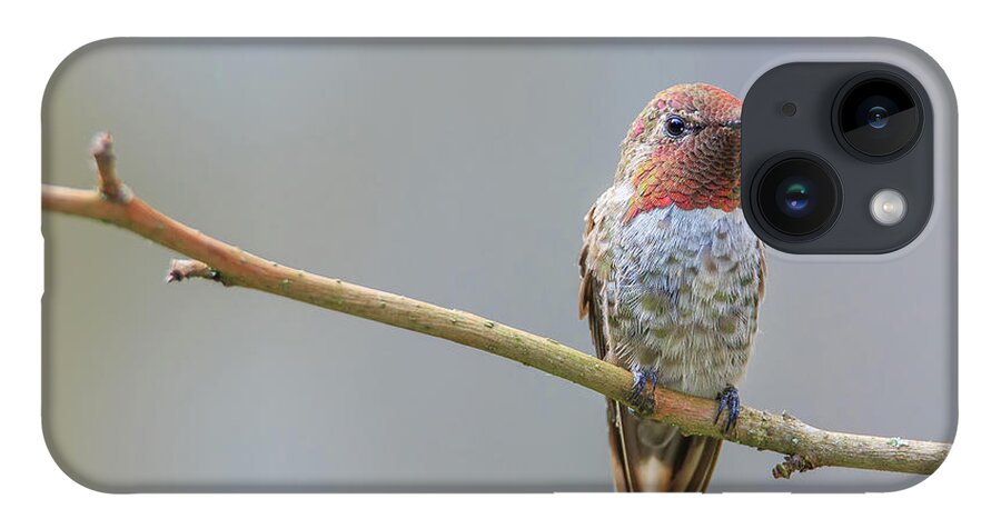Animal iPhone Case featuring the photograph Male Anna's Hummingbird by Briand Sanderson