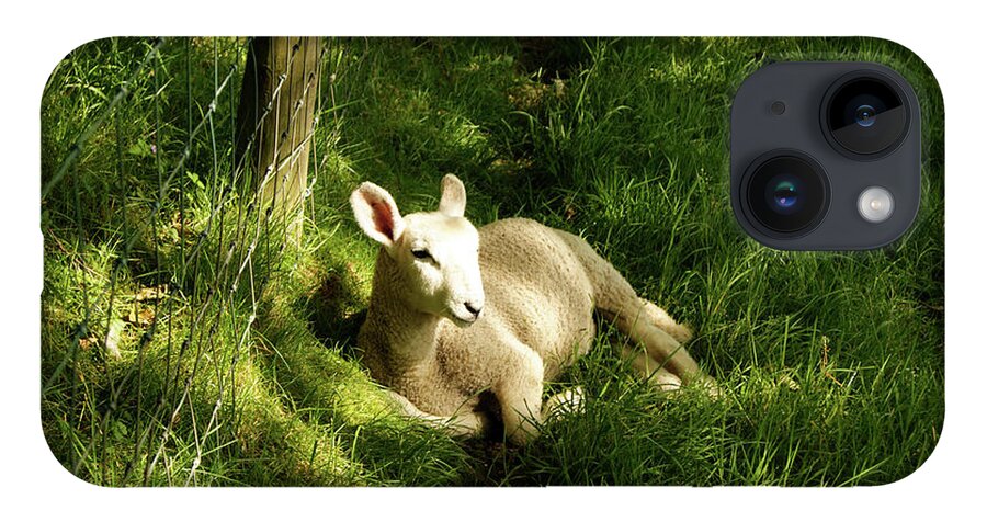 Cumbria iPhone 14 Case featuring the photograph 20/06/14 KESWICK. Lamb In The Woods. by Lachlan Main