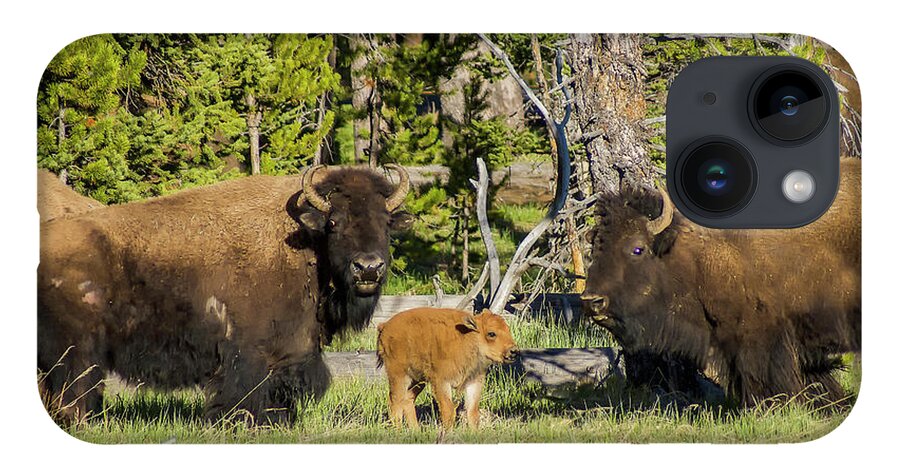 Bison iPhone 14 Case featuring the photograph American Bison #3 by Donald Pash
