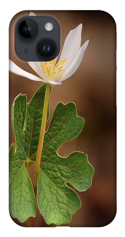 Spring Gap Creek Conservation Area iPhone 14 Case featuring the photograph Bloodroot #4 by Robert Charity