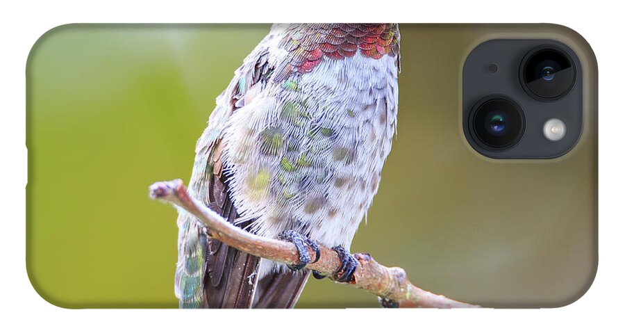 Animal iPhone 14 Case featuring the photograph Male Anna's Hummingbird by Briand Sanderson