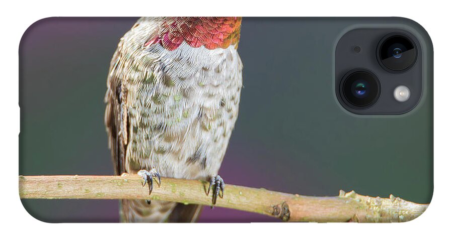 Animal iPhone 14 Case featuring the photograph Male Anna's Hummingbird #6 by Briand Sanderson