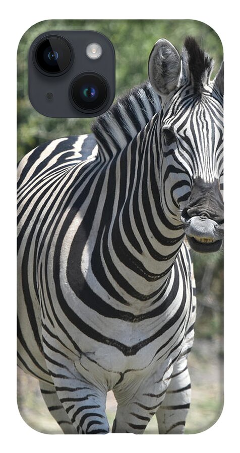 Zebra iPhone 14 Case featuring the photograph A Curious Zebra by Ben Foster