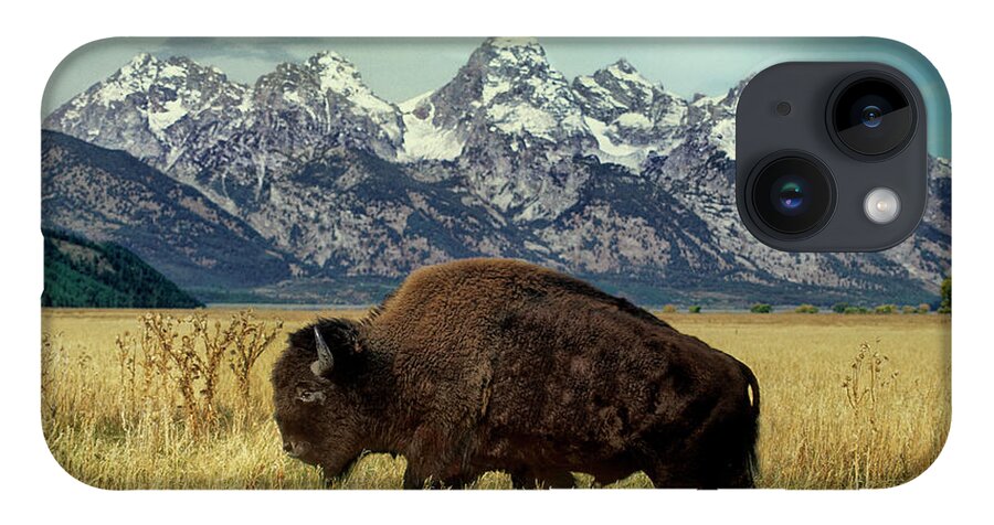 Dave Welling iPhone 14 Case featuring the photograph Adult Bison Bison Bison Wild Wyoming by Dave Welling