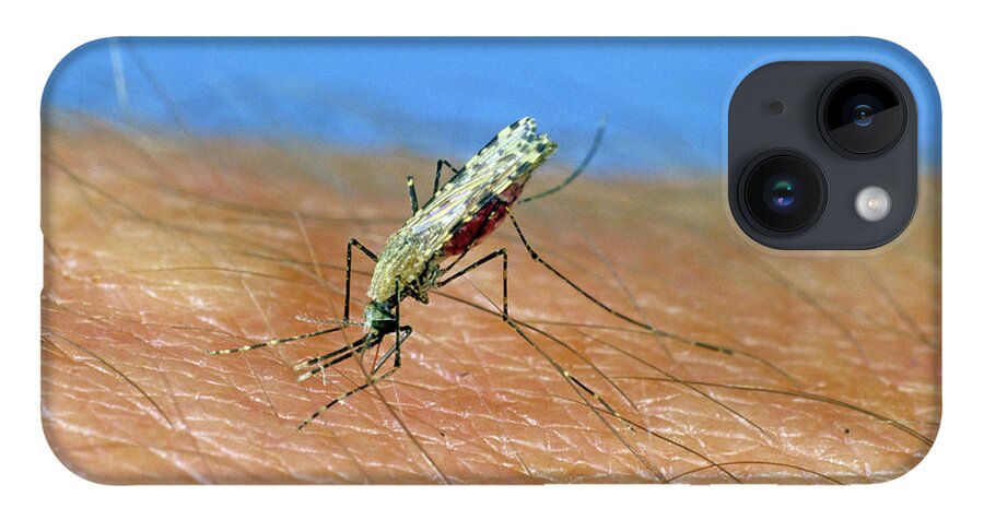 Adult iPhone 14 Case featuring the photograph African Malaria Vector Mosquito by Nigel Cattlin