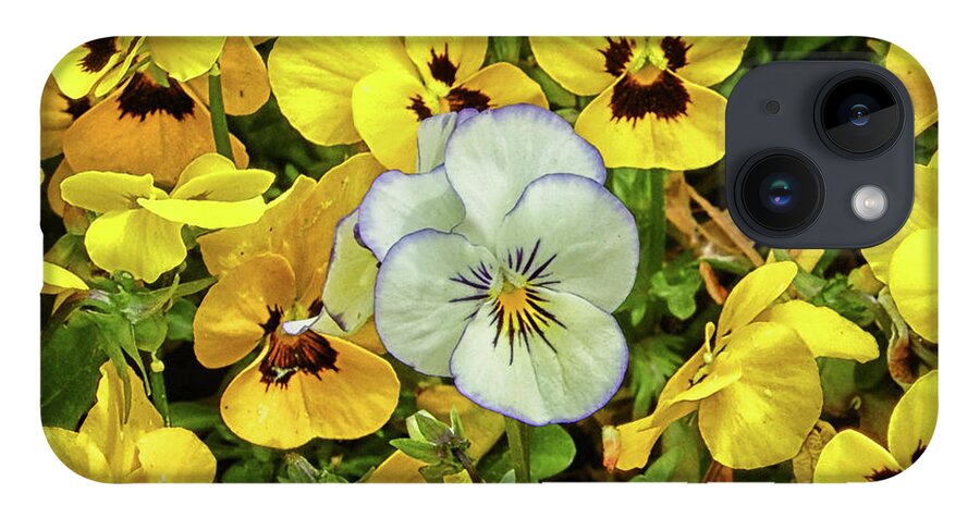 Yellow Pansies iPhone 14 Case featuring the photograph Always One in the Crowd by Michael Frank