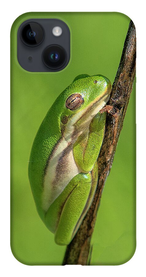 Nature iPhone 14 Case featuring the photograph American Green Tree Frog DAR034 by Gerry Gantt