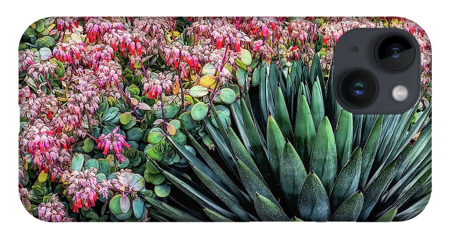 Aqua iPhone 14 Case featuring the photograph Aqua Succulent with Colorful Pink Backgroundl by Roslyn Wilkins