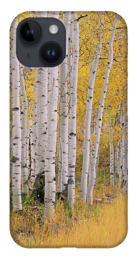 Season iPhone Case featuring the photograph Aspen Trees In Autumn With White Bark by Mint Images - David Schultz
