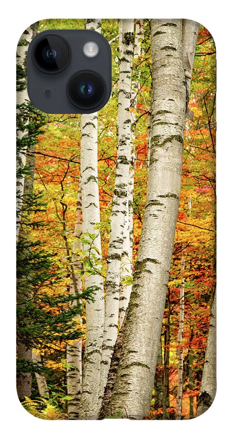 Autumn iPhone 14 Case featuring the photograph Autumn Birch by Jeff Sinon