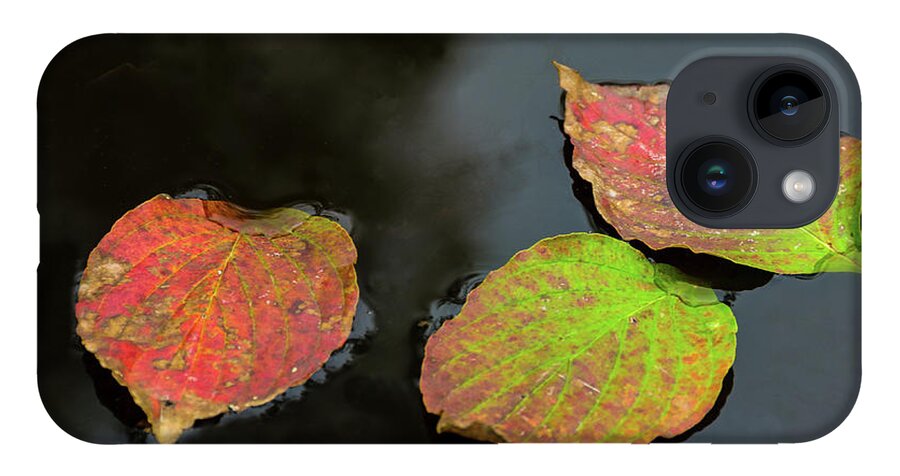 Autumn iPhone 14 Case featuring the photograph Autumn Dogwood Leaf Trio by Douglas Wielfaert