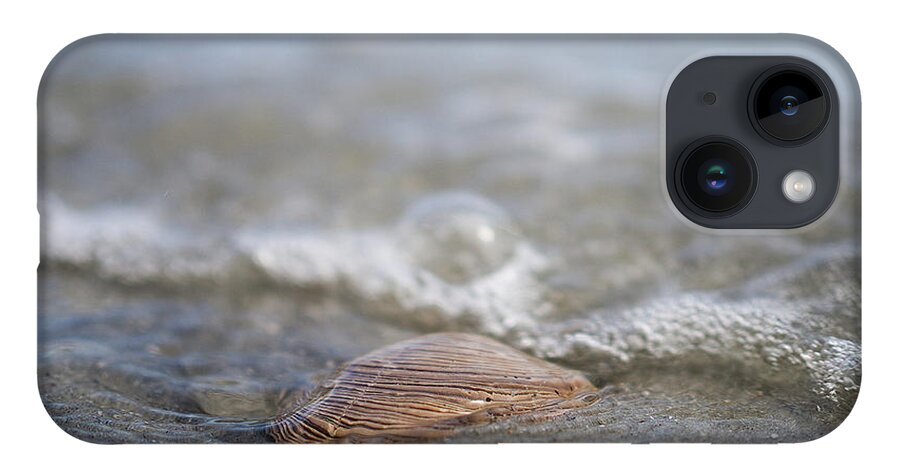 Beach iPhone 14 Case featuring the photograph Beach Seashell by David Palmer