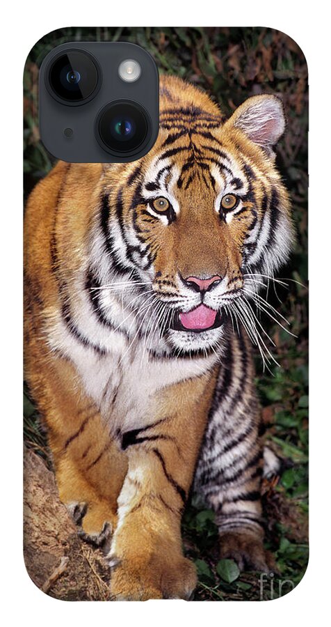 Bengal Tiger iPhone Case featuring the photograph Bengal Tiger by Tree Endangered Species Wildlife Rescue by Dave Welling