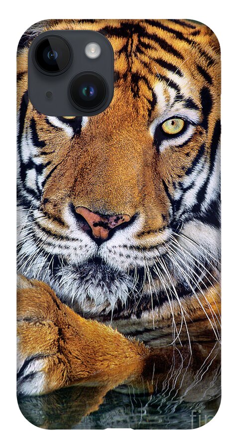 Bengal Tiger iPhone 14 Case featuring the photograph Bengal Tiger Portrait Endangered Species Wildlife Rescue by Dave Welling