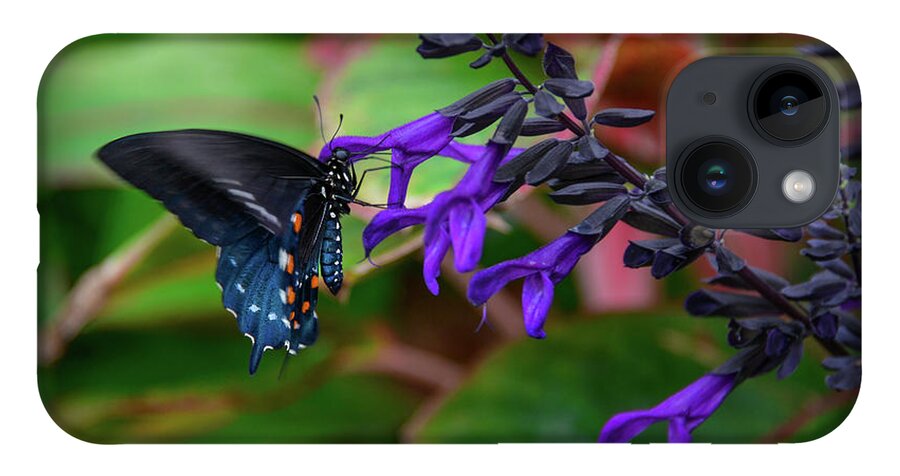 Butterfly iPhone 14 Case featuring the photograph Black and Blue by Michelle Wermuth