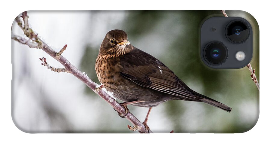 Female Common Blackbird iPhone Case featuring the photograph Blackbird with snow on the beak by Torbjorn Swenelius