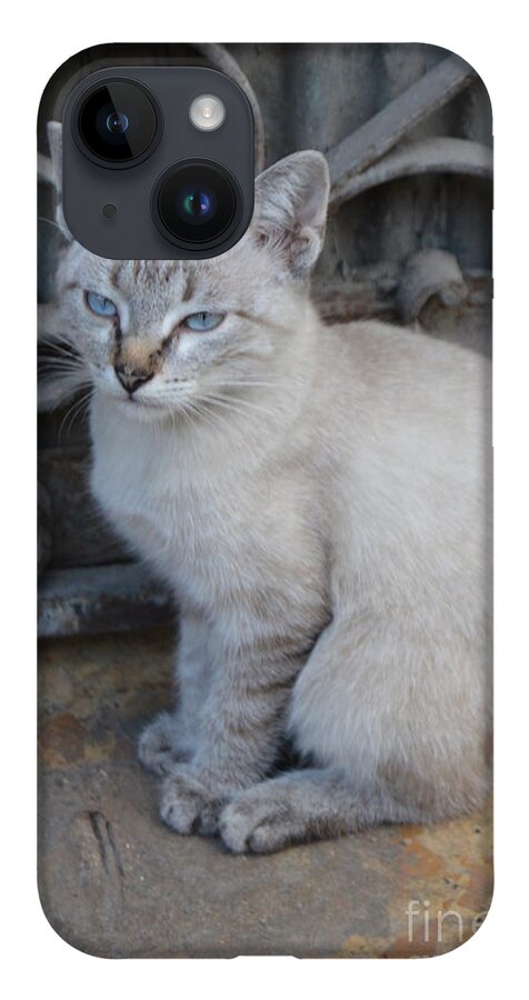 Cat iPhone Case featuring the photograph Blue Eyed by Thomas Schroeder