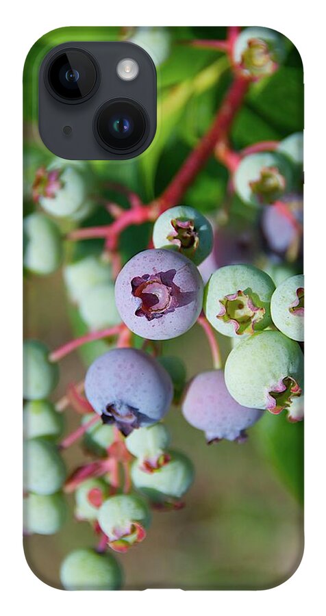 Large Group Of Objects iPhone 14 Case featuring the photograph Blueberries by ©howd, Howard Lau